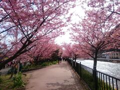 河津桜まつり会場に到着！
天気が間に合って良かったよ。
でも風がとても強い！！
