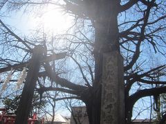 その脇にある大公孫樹(いちょう)は高さ約33m､幹の周囲は約11m､樹齢700年というご神木です｡

前にテレビで俳優の阿部寛さんがおすすめスポットと言っていました…