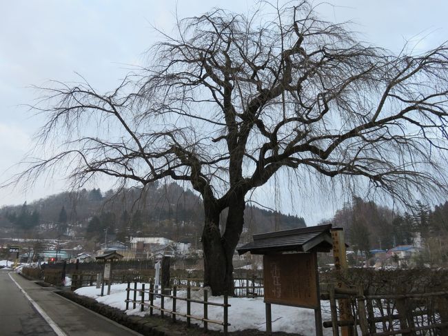 桜の名所でもあります。<br />シダレザクラ162本が天然記念物だそうです。