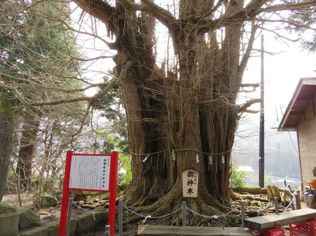 山寺の大イチョウ。<br />日枝神社の御神木だそうです。