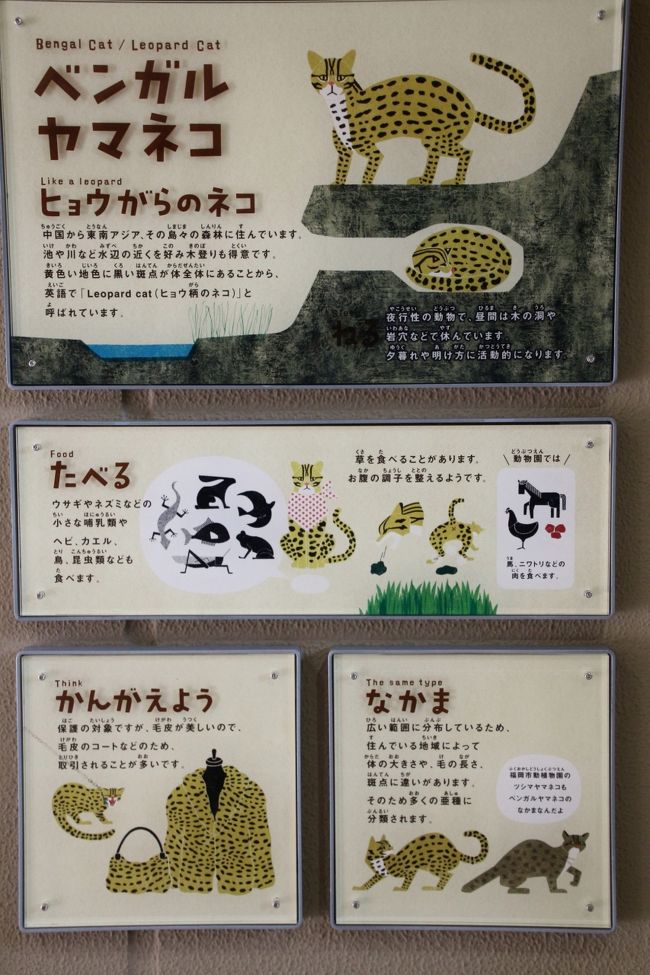 初 山口福岡レッサーパンダ遠征はこの冬最大の寒波到来 7 福岡市動物園 おすわりたっちの食事姿がチョー可愛いまりもちゃんと屋内でもフォトジェニックだった茶臼山以来のノゾムくん 荒天ゆえに展示中止の動物が多い中でも少しだけ見て回れたその他の動物たち 博多 初 山口福岡レッサーパンダ遠征はこの冬最大の寒波到来 7 福岡市動物園 おすわりたっちの食事姿がチョー可愛いまりもちゃんと屋内でもフォトジェニックだった茶臼山以来のノゾムくん 荒天ゆえに展示中止の動物が多い中でも少しだけ見て回れたその他の動物たち 博多