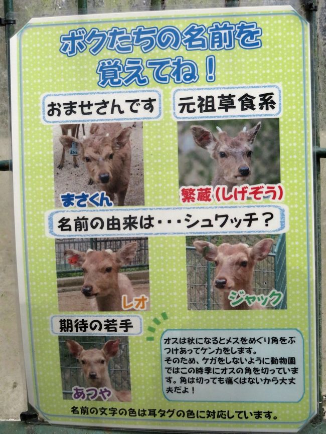 初 山口福岡レッサーパンダ遠征はこの冬最大の寒波到来 7 福岡市動物園 おすわりたっちの食事姿がチョー可愛いまりもちゃんと屋内でもフォトジェニックだった茶臼山以来のノゾムくん 荒天ゆえに展示中止の動物が多い中でも少しだけ見て回れたその他の動物たち 博多 初 山口福岡レッサーパンダ遠征はこの冬最大の寒波到来 7 福岡市動物園 おすわりたっちの食事姿がチョー可愛いまりもちゃんと屋内でもフォトジェニックだった茶臼山以来のノゾムくん 荒天ゆえに展示中止の動物が多い中でも少しだけ見て回れたその他の動物たち 博多