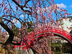 艶やかな紅の梅花が太鼓橋を背景に咲くその様子は、妖しき乙女の様。

かつて、この近くにあった玉乃井の情景を彷彿とさせるようだ。

