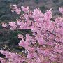 開花の予想が難しい、早く咲きすぎ2017年河津桜でお花見