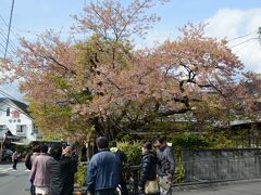 河津桜の原木です。この木は比較的早くから咲くのでもう葉桜に近い