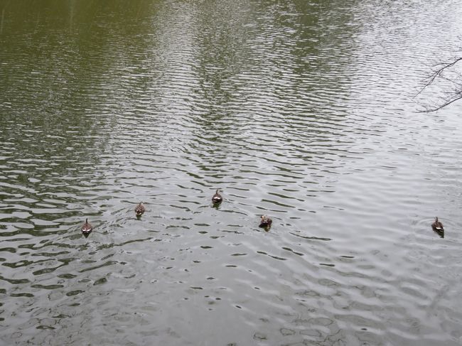 城の堀の水に必ずいる鴨。