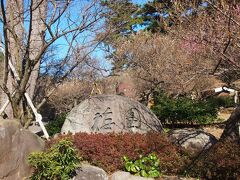 観光バスがまだ少ない時間に「熱海梅園」に入園しました

梅まつり開催期間入園料３００円