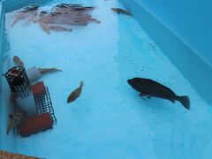 小笠原水産センター。
左の方にいるアカバという魚の歯磨き体験ができるとのこと。