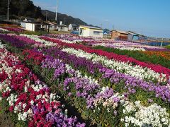 保田小学校から50分位で、
白間津花のパーキング到着！
（南房総市千倉町白間津1397）

千倉の花畑といえば、こちら！