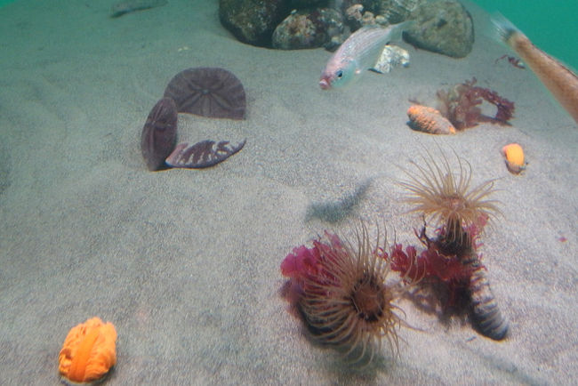 再開園した葛西臨海水族園に行ってみたお話 葛西 東京 の旅行記 ブログ By しろんさん フォートラベル