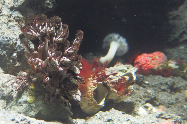 再開園した葛西臨海水族園に行ってみたお話 葛西 東京 の旅行記 ブログ By しろんさん フォートラベル