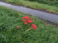 浅川土手の彼岸花 2008/09/21

赤の彼岸花