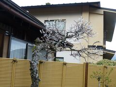 旅館　きりたに
梅の花？