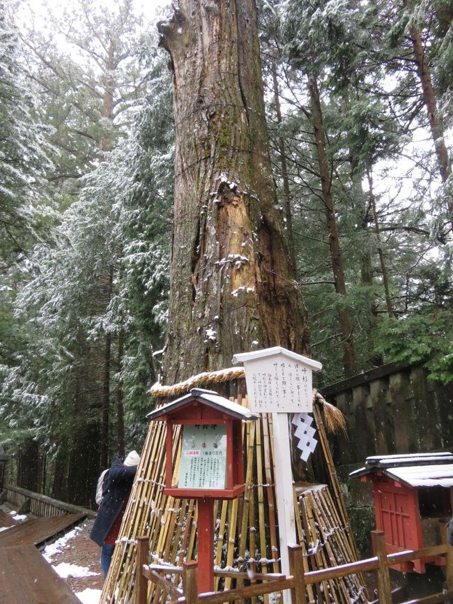 叶杉。<br />パワースポットです。