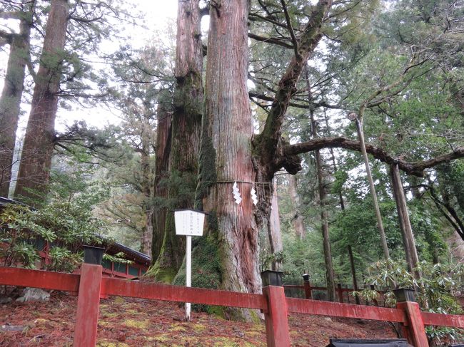 縁結びの御神木。