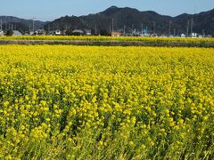 鴨川市役所傍に広がる菜な畑ロード