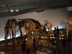 恐竜博物館、すごかったです。
肉食恐竜展を特別展で開催されていたのですが、肉食恐竜のジオラマの完成度に4歳児号泣していました。
いまだに本物が生きてると思い込むほどのクオリティの高さでした。

真夏の暑い時間に、0歳児を外に連れ出さずに済んだのでなかなか良い選択だったと思います。

長男はお土産にスデゴサウルスとティラノサウルスのフィギアを購入していした。いつもなら買わないけど、なんだか恐竜の魅力に取りつかれてしまいました。