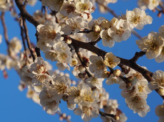 茨城 梅は咲いたか 常陸国の梅まつりで梅三昧 水戸京成ホテル 17年3月 水戸 茨城県 の旅行記 ブログ By すずかさん フォートラベル