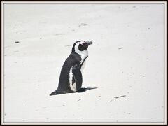 【南ア・ケープタウンの『Boulders Beach』】

ペンギンって、本当にかわぃぃぃぃ.....