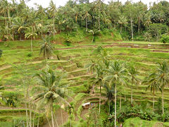 次に向かった先はUbudのRice Terrace
ワァと感動してたら
Amoちゃんが稲刈りしちゃってる…って一言
 初めて見たから稲刈り前なのか後なのか
言われるまで全然分からなかったw
稲刈り後だろうがUbudに来れた事に満足だったので
 どっちでもいい!