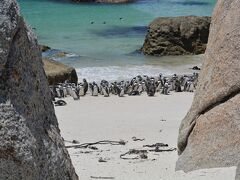 【南ア・ケープタウンの『Boulders Beach』】

「う”っ!!」.....岩場の向こうには.....ペンギンの凄い行列が......