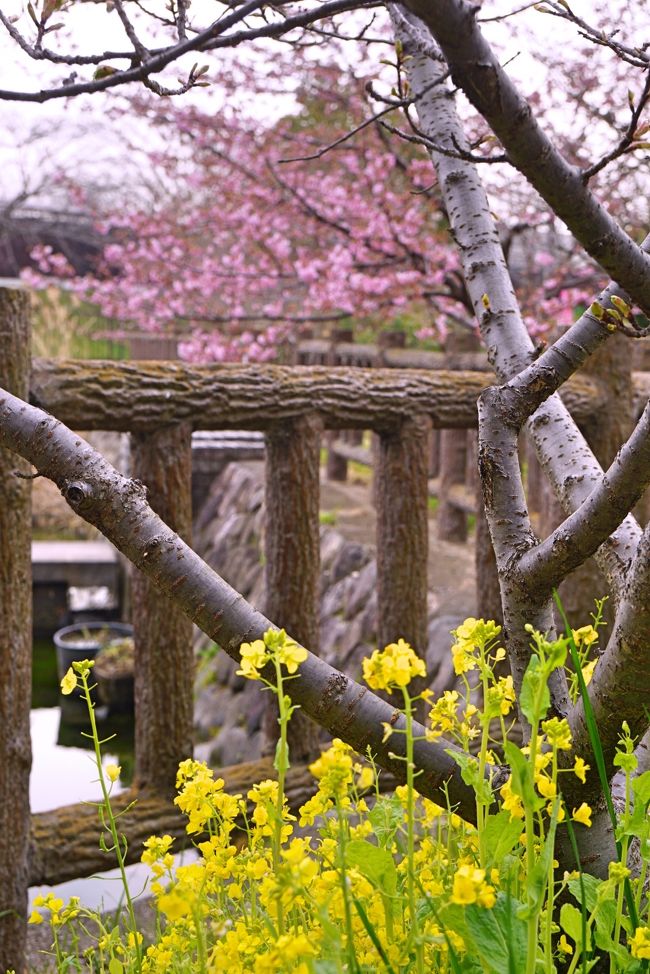 城南宮 の枝垂れ梅 淀水路 の河津桜を巡って 伏見 京都 の旅行記 ブログ By Akikoさん フォートラベル 城南宮 の枝垂れ梅 淀水路 の河津桜を巡って 伏見 京都 の旅行記 ブログ By Akikoさん フォートラベル