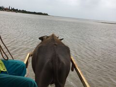 そして、由布島へ移動します。
水牛さんの車に乗って、ガイドさんが三線を弾きながら唄ってくれます。
ゆったりとした癒しの時間です。
