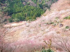 でも、もっと感動したのは、この景色。
幕岩と呼ばれる切り立つ岩の前から眺める湯河原梅林の光景。

まるでピンク色の雲。
梅の花が織りなす梅色のグラデーション。

お日様が梅林全体を照らすと、その色が更に柔らかに見えた。
