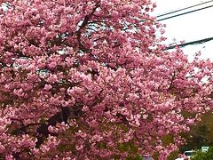今年は開花が早かったみたいなので河津桜は期待薄。
でも、ところどころ咲いてます。ラッキー！

こちらは大室山
伊豆は初めてと言うあっこさんの希望で立ち寄りました。

実は今回の伊豆旅行はあっこさんの誕生日のお祝いなので、本人の行きたい場所に行かなくちゃね。