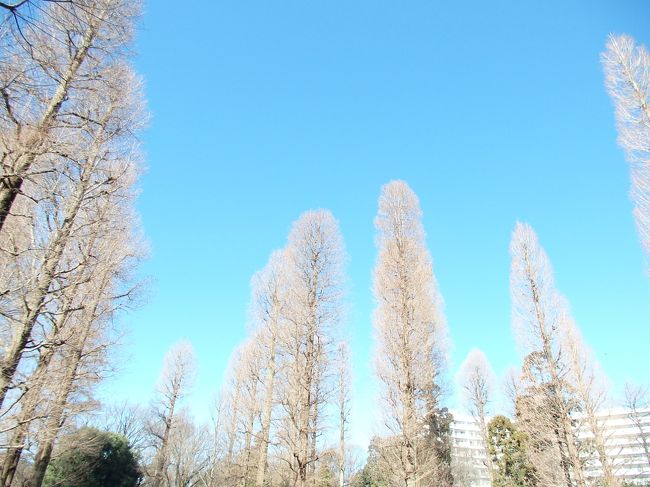 ～☆・:.,;*きれいな木～☆・:.,;*