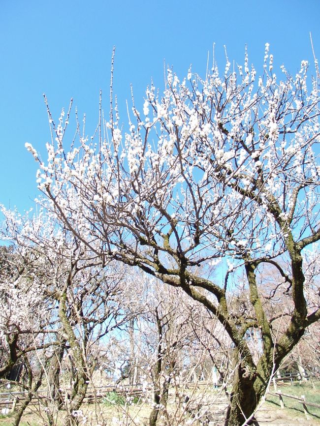 梅の花`*:;,．★ ～☆・:.,;*