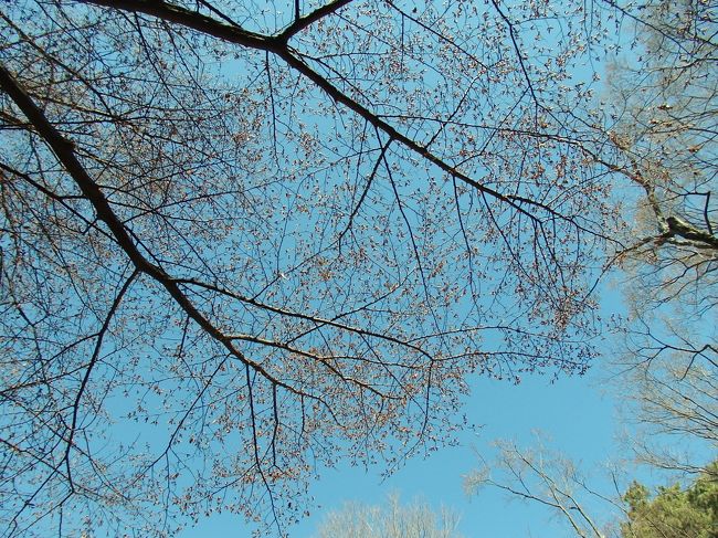 つぼみがいっぱい～☆