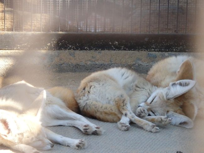 お昼寝中のフェネック達<br />