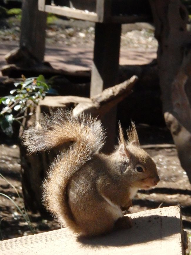 あーーーー！居た居た♪可愛いリスくん<br />ひなたぼっこしているのかな？じっとして動きません。