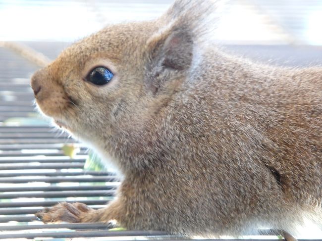 ケージに張り付くリス君