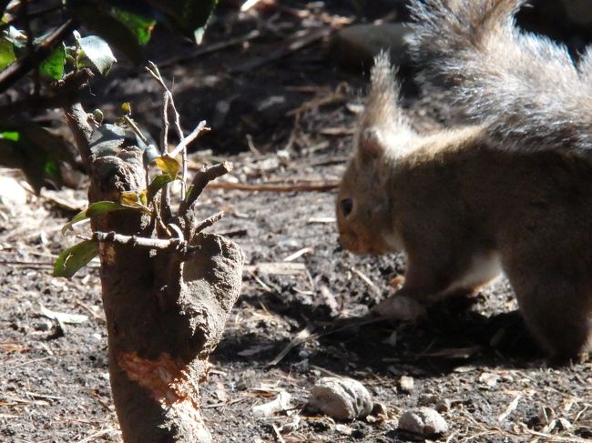 穴を掘って木の実を埋めてます.。o○