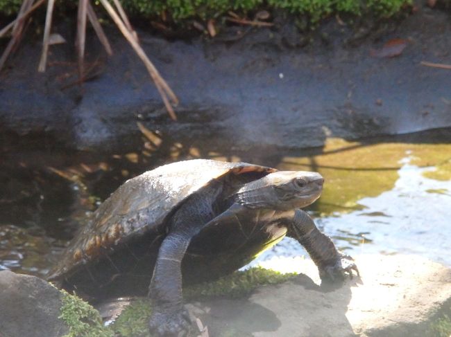 池からカメが上がって来ました～。何処行くのかな？
