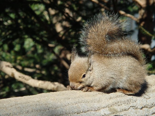 手すりの上でくつろぐリスさん発見ヽ(^。^)ノ