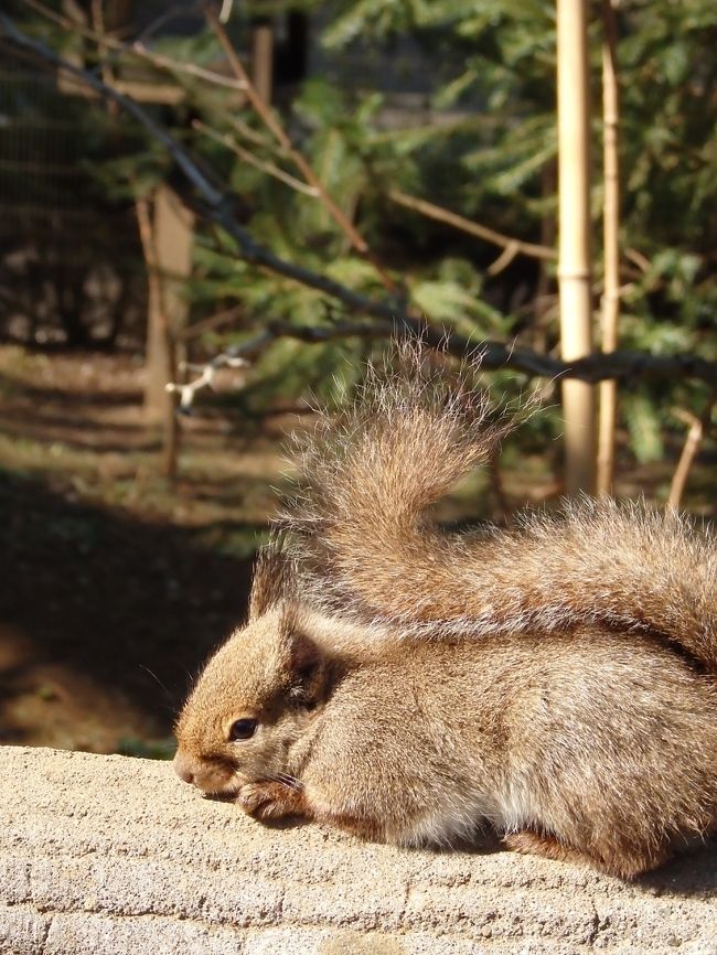 暖かい日差しを浴びて、ウトウトと眠そうです.。o○