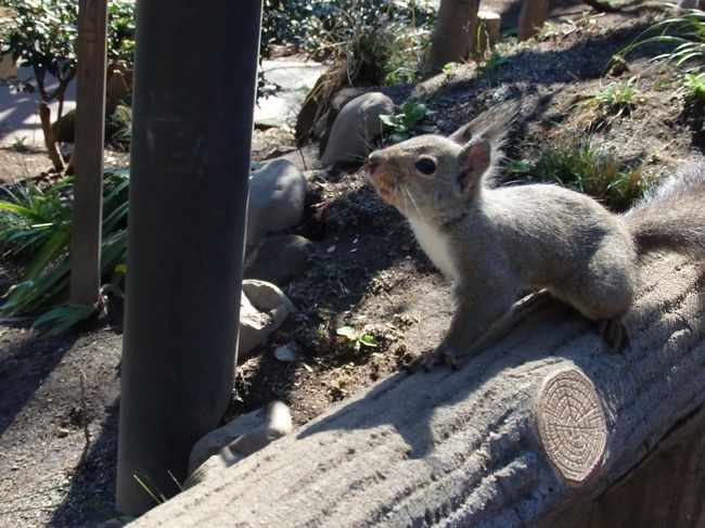 この子は人に近寄って来て、足の間を通り抜けてあっちこっち走り周っていて<br />人懐っこくて可愛かった～♪