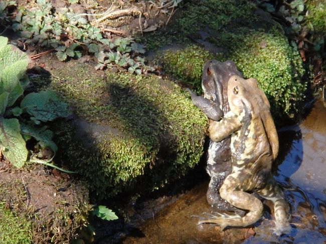 カエル発見！この状態でずっと動きません・・・・ちょっとグロテスク(^_^;)