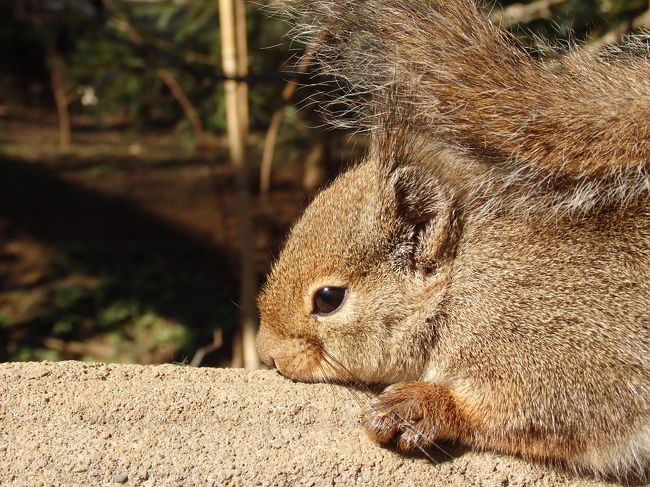 近づいて写真をパシャパシャ撮っても、全く動こうとしません。