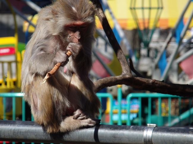 猿山のアカゲザル