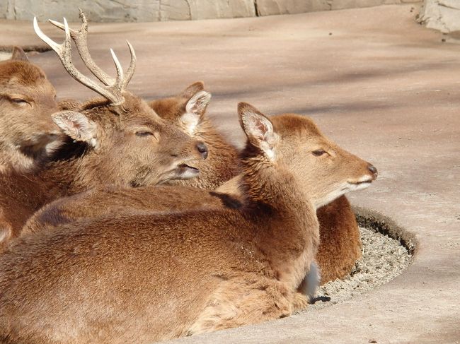 暖かい日差しにうっとり(ﾟ･ﾟ* 