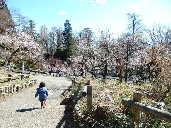梅の花が満開☆