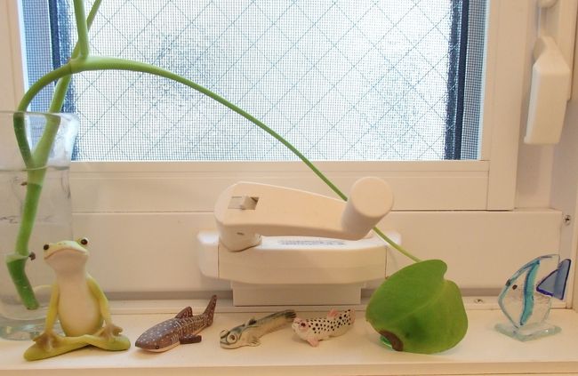 妹の家のカエル。確かに同じポーズだo(^▽^)o