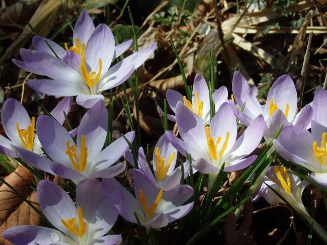 【武蔵野キスゲ】