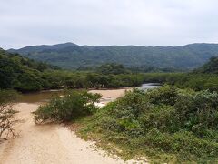 吹通川のヒルギ林