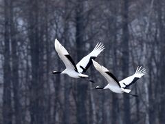 タンチョウは、日本にいる一番大きな鳥だそうだ。くちばしの先から、尾の端まで140 cm ある。一時は絶滅したかと思われたほどだったが、再発見後、懸命の保護活動が行われて、現在は1500羽ほどになった。

釧路から35 kmほどの鶴居村はタンチョウ観察にもっとも適した場所の一つである。特に伊藤タンチョウサンクチュアリには多くのタンチョウが集まる。

ここは昨年11月末にシマフクロウ観察を主体としたツアーに参加したとき（http://4travel.jp/travelogue/11195398）にも訪れている。まず、そのときの写真をいくつか示したい。

これは林を背景に飛ぶタンチョウである。



