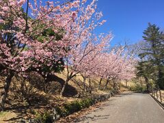 お宿を出発し、伊豆高原の駅前に河津桜を見に行きました。
